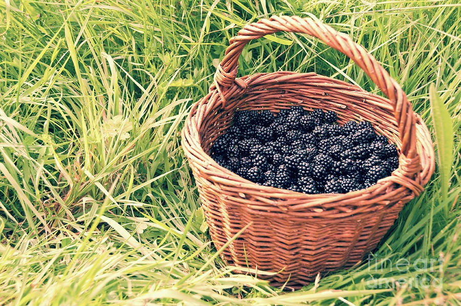 Basket of blackberries Photograph by Delphimages Photo Creations