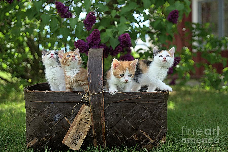 Basket of Cuteness Photograph by Michael Graham