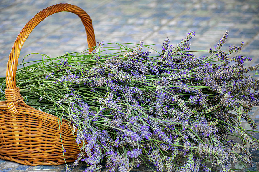 Basket Of Lavender 2 Photograph by Nina Ficur Feenan