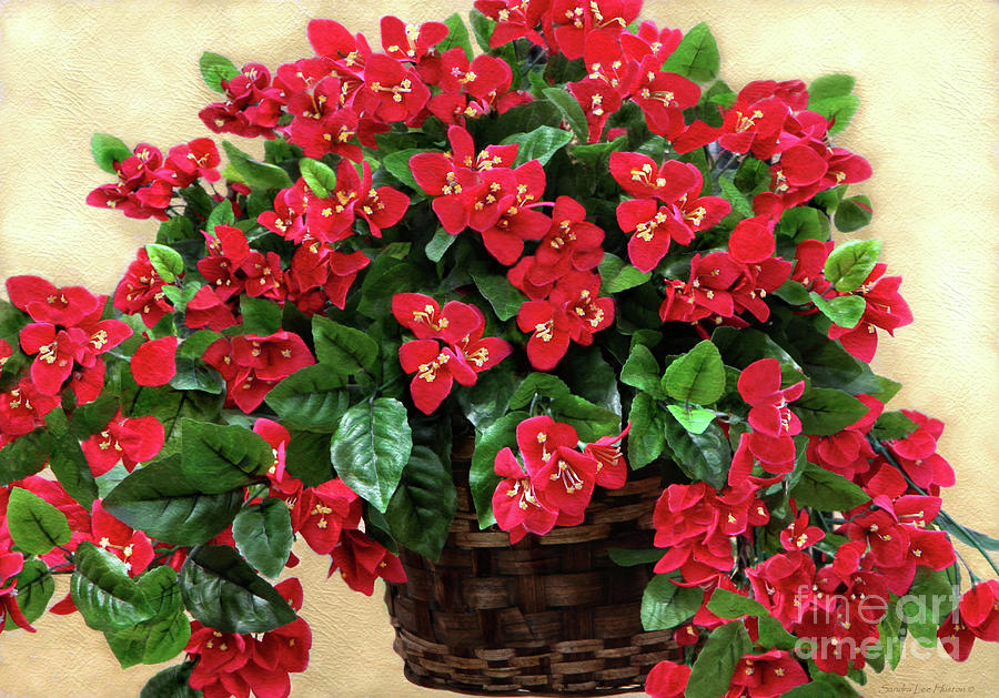 Basket of Red Begonias Photograph by Sandra Huston