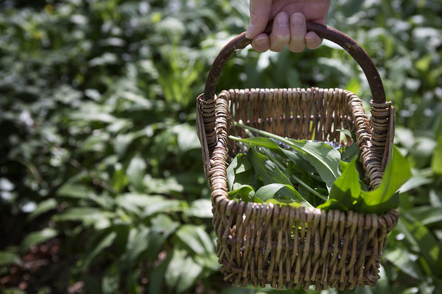 Basket of wild garlic leaves, foraged from woodland Photograph by Elva Etienne