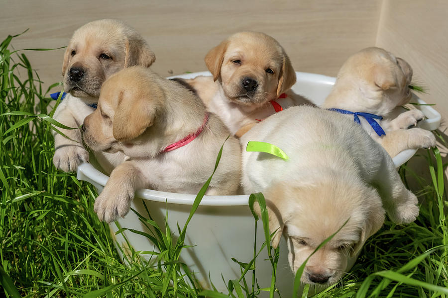 Basket with labrador puppies Photograph by Mikhail Kokhanchikov