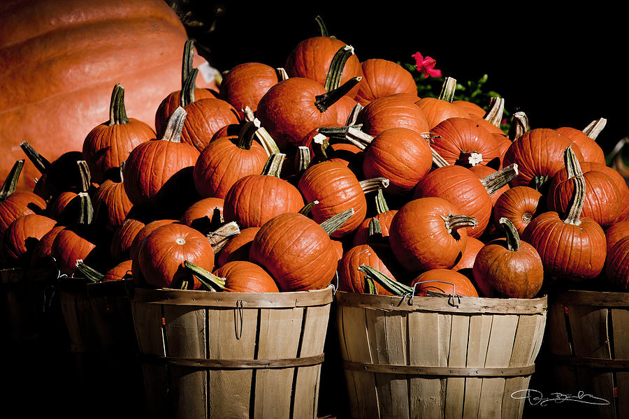 Baskets with bright orange pumpkins Photograph by Dan Barba