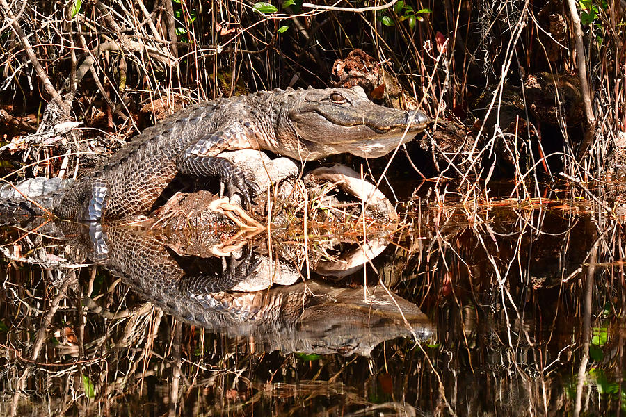 Wildlife Photograph - Basking Alligator 4339 by Michael Peychich