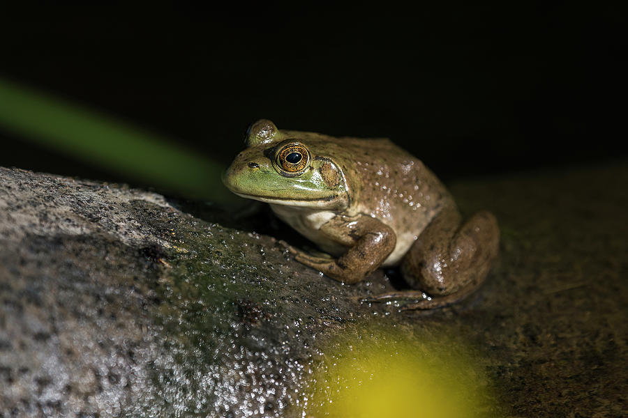 Basking Bullfrog Photograph by Robert Potts