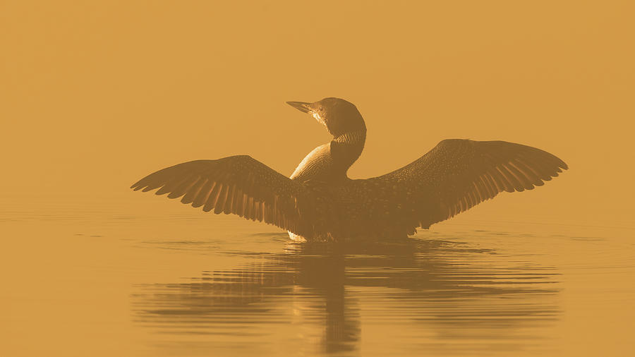 Basking In the Golden Light Photograph by CR Courson