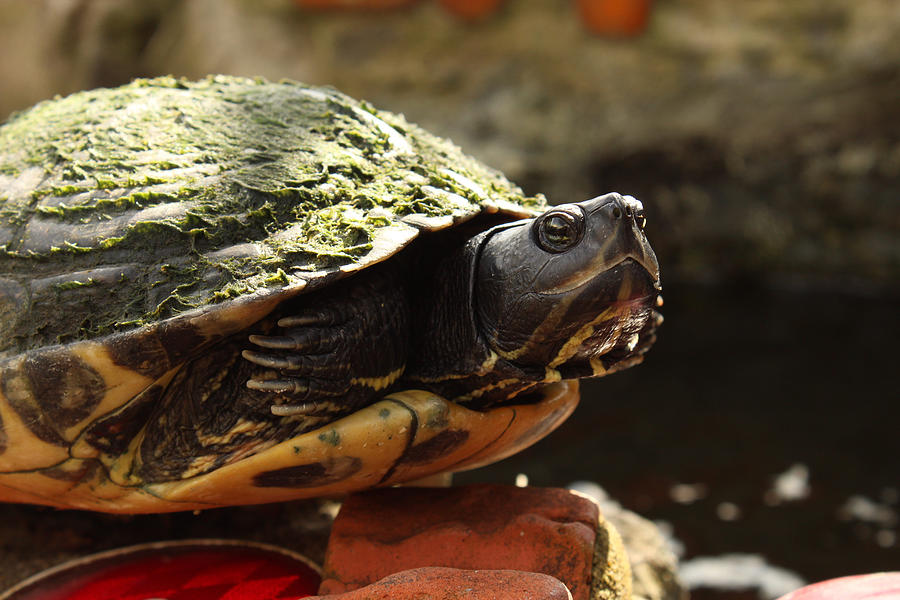 Basking Photograph by Julia Burkheimer | Fine Art America