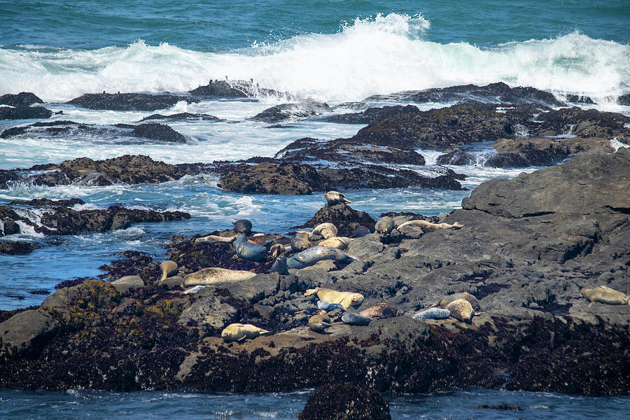 Basking Pacific Harbor Seals Photograph by Frank Wilson