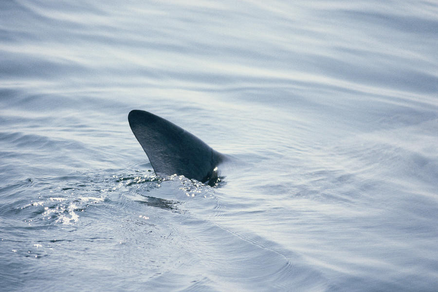 Basking shark (Cetorhinus maximus) dorsal fin cutting surface Photograph by Jeff Rotman
