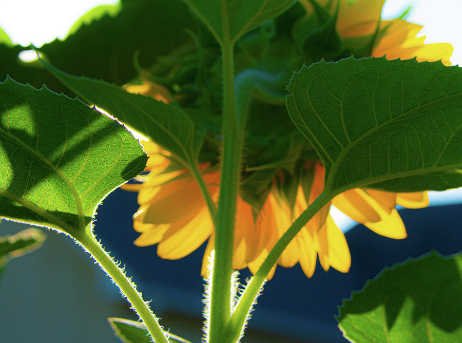 Basking Sunflower  Photograph by Mary Hahn Ward