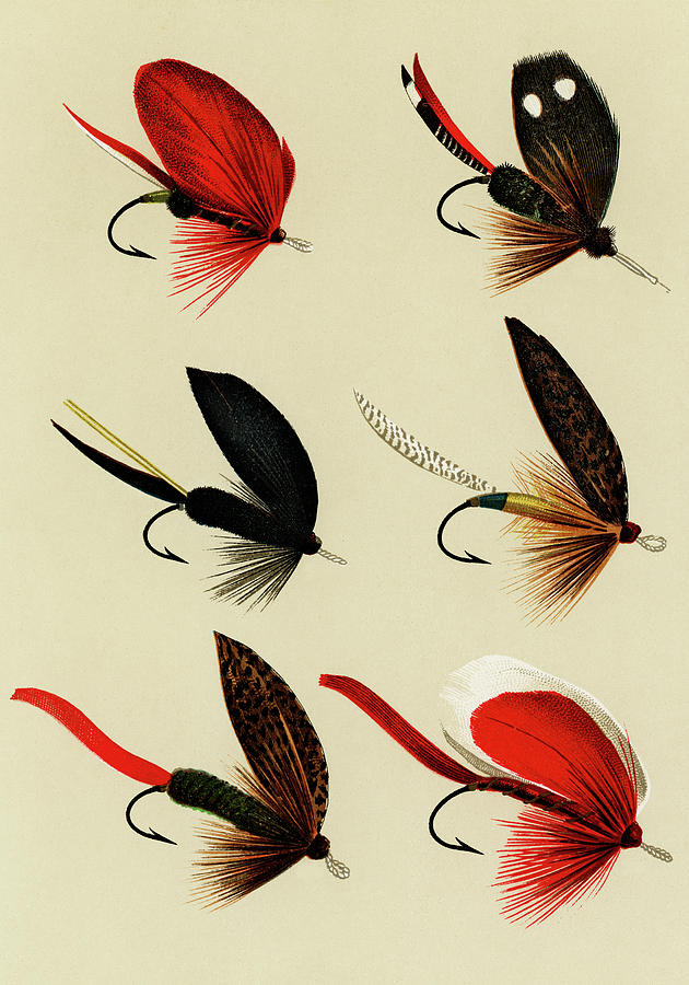Bass Flies 6 Favorite Flies and Their Histories Mixed Media by Movie Poster Prints