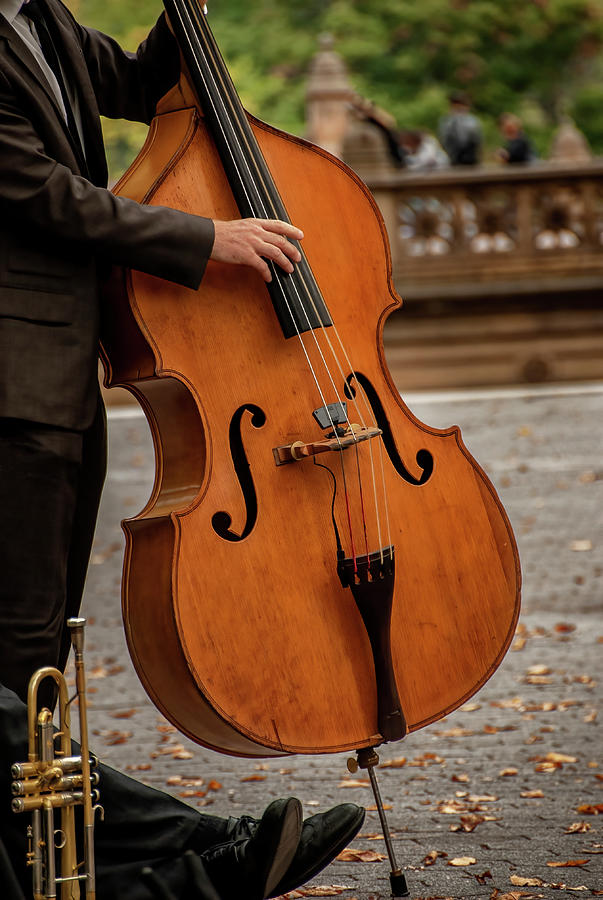 Bass Player in the Park Photograph by Phil Cardamone