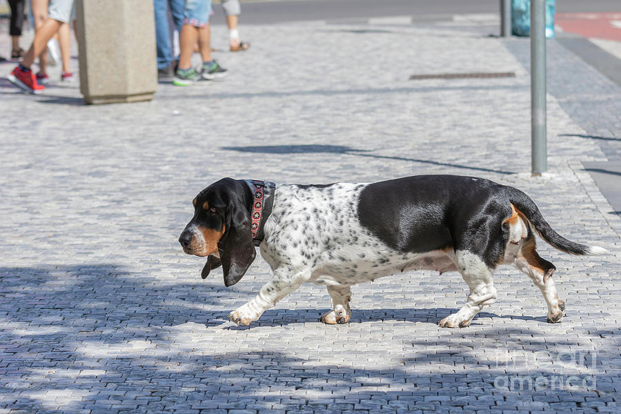 Basset dog in profile Photograph by Bridget Mejer