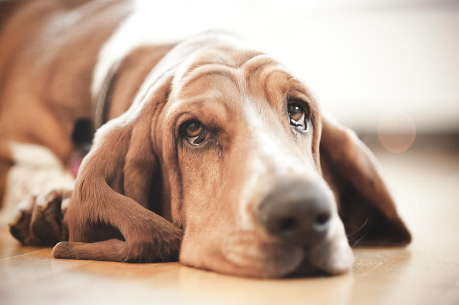Basset hound Photograph by Christina Børding