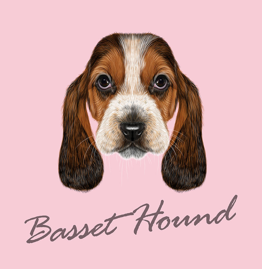 Basset Hound Dog. Drawing by Ant_art