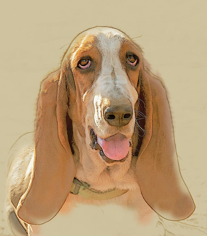 Basset Hound Dog Portrait Art Photograph