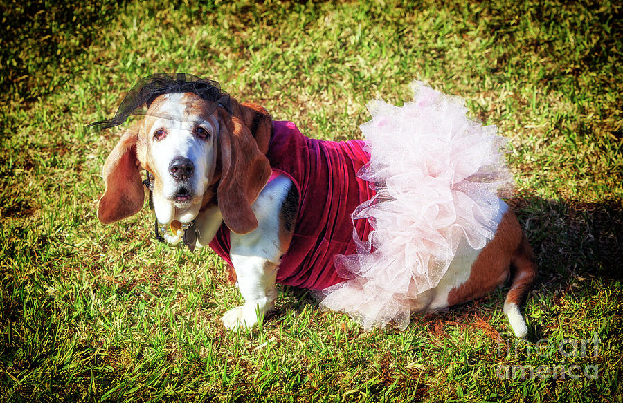Basset Hound Mardi Gras Princess in New Orleans Photograph by John Rizzuto