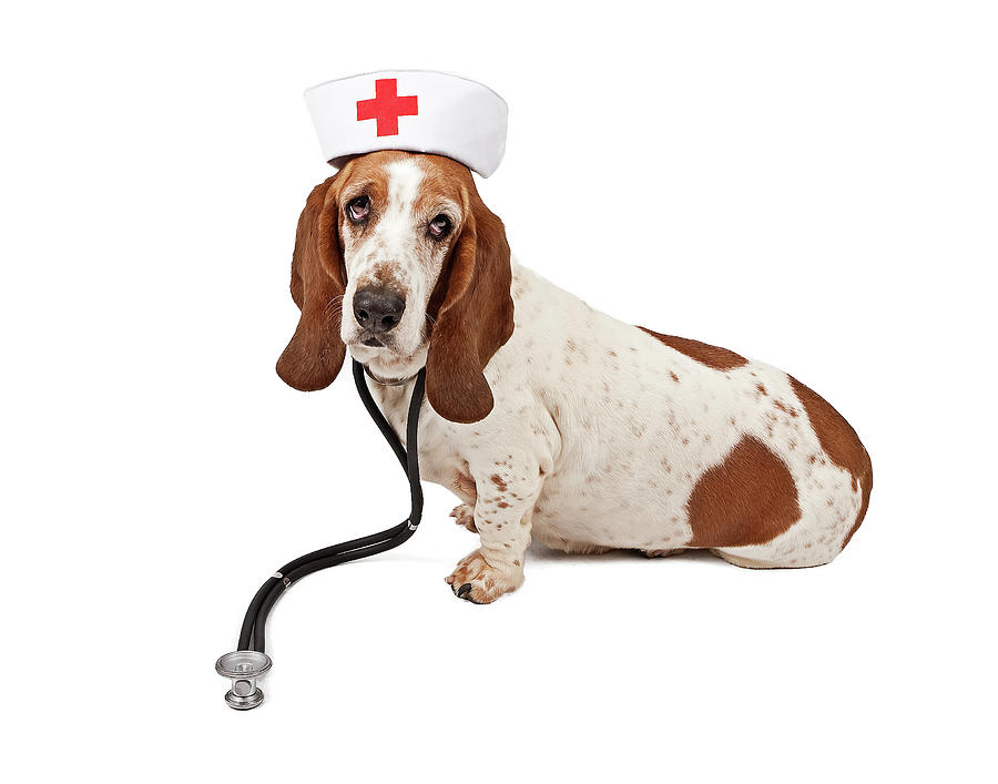 Dog Photograph - Basset Hound Nurse by Good Focused