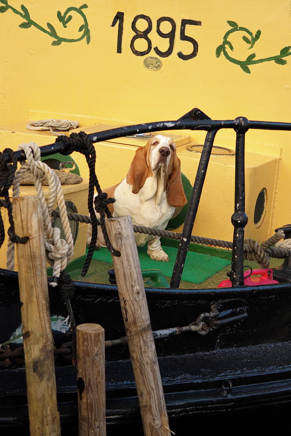 Basset hound on the deck of a historic ship Photograph by Ulrich Kunst And Bettina Scheidulin