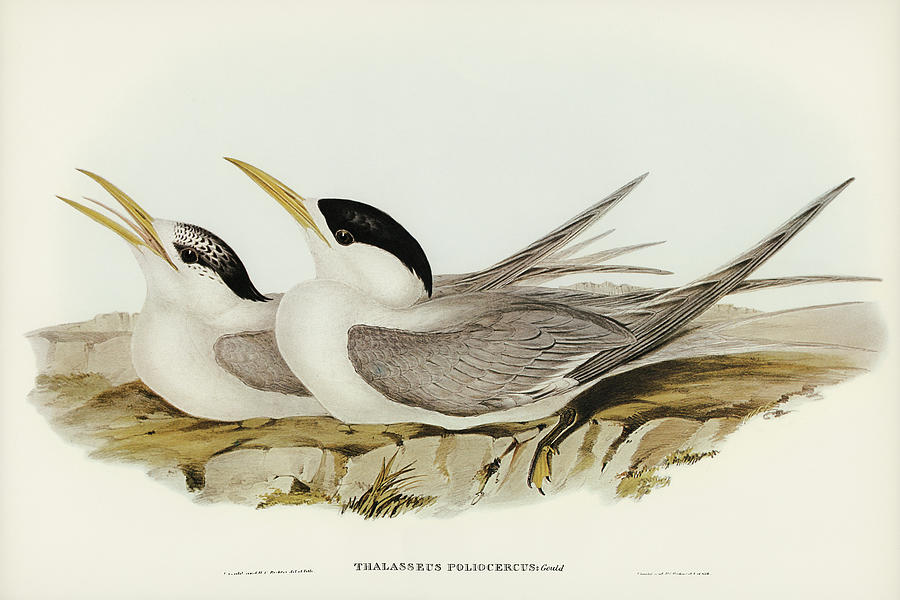 John Gould Drawing - Basss Straits Tern, Thalasseus poliocercus by John Gould