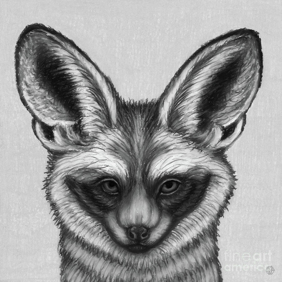 Bat Eared Fox. Black and White Drawing by Amy E Fraser Pixels