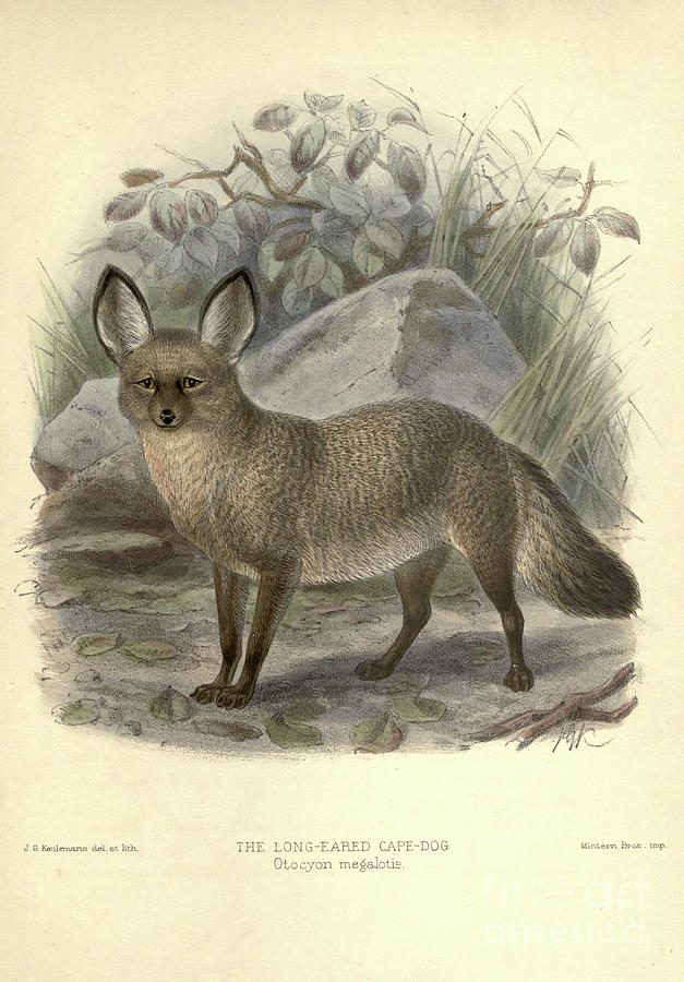 bateared fox Otocyon megalotis c1 Drawing by Historic illustrations