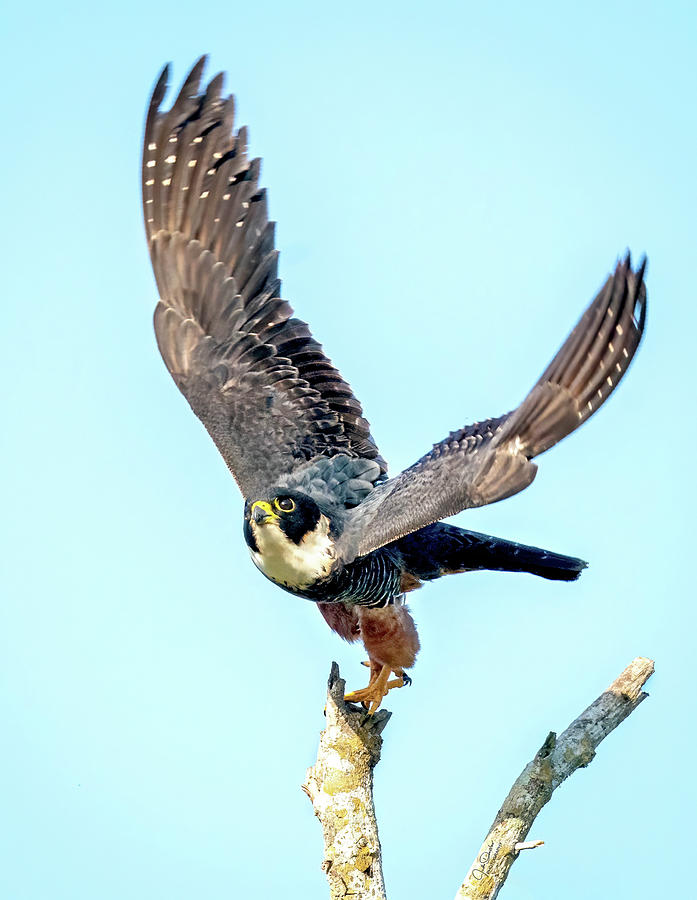 Bat Falcon Take-Off Photograph by Judi Dressler