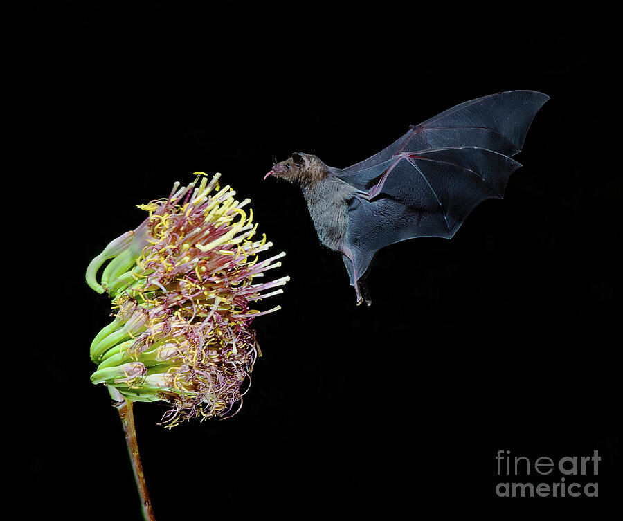 Bat Feasting on Century Plant Flower Photograph by Priscilla Burgers