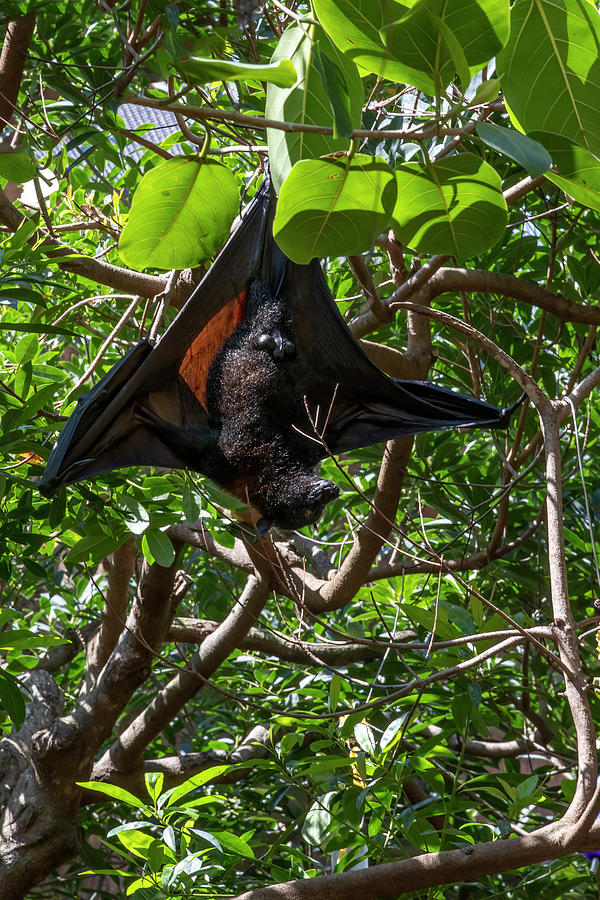 Bat Hanging Out in a Tree Photograph by John Twynam - Pixels