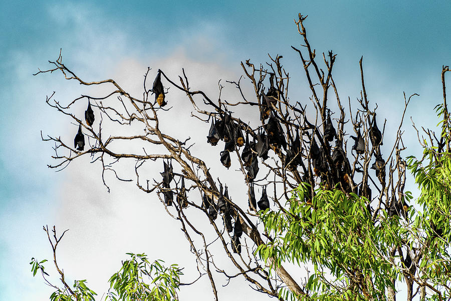 Bat Roosting Tree - Cairns, Australia Photograph by Jon Berghoff - Pixels