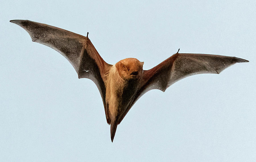 Bat Wings Out Photograph by Scott Miller
