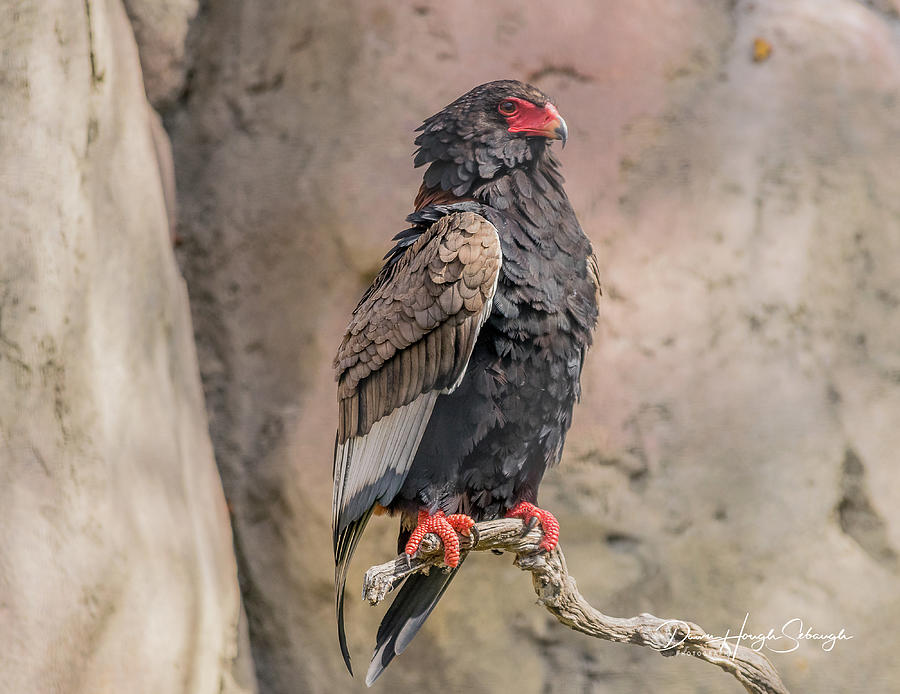 Bateleur Eagle Photograph by Dawn Hough Sebaugh