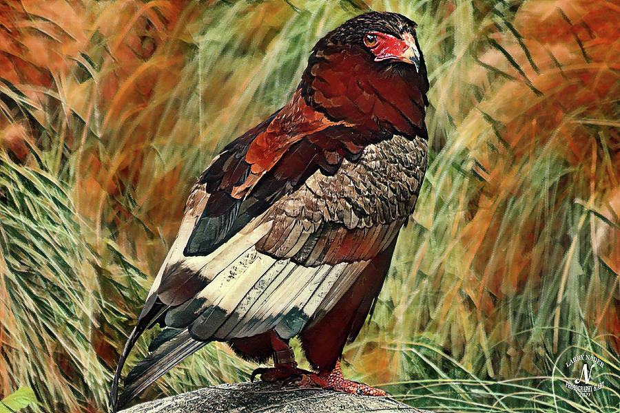 Bateleur Eagle in Pastel Digital Art by Larry Nader