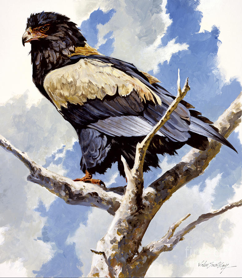 Bateleur Eagle Painting by John Swatsley