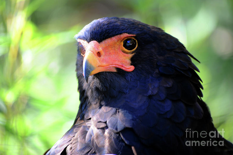 Bateleur eagle with a colorful face with beautiful dark black feathers Photograph by Gunther Allen