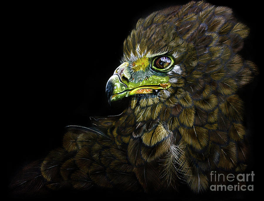 Bateleur Drawing by Verena Tapper - Fine Art America