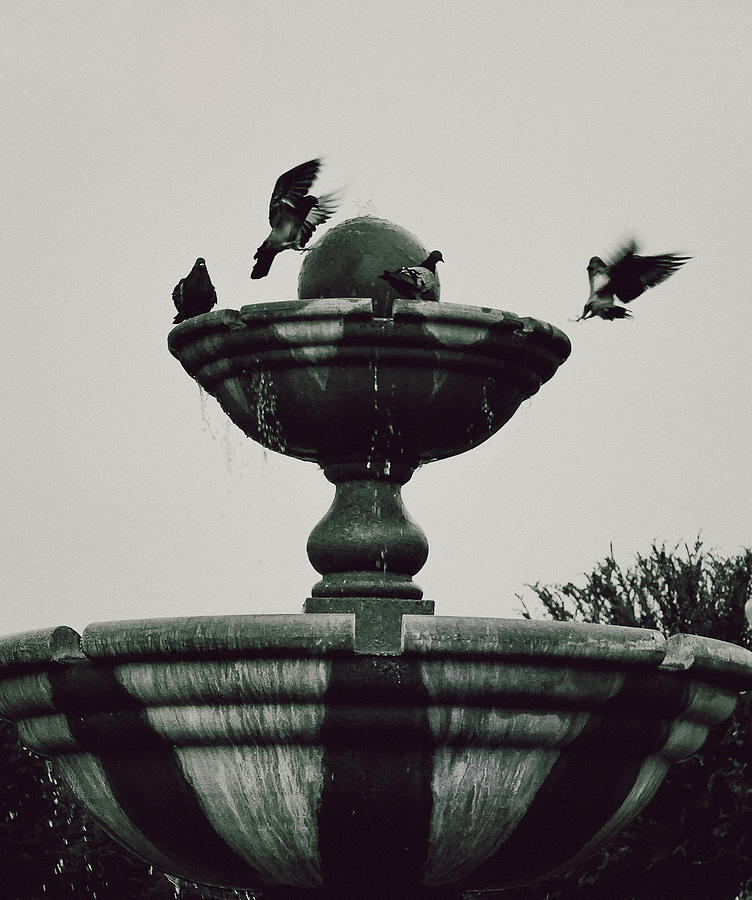 Bath Of Birds Photograph by Hyuntae Kim
