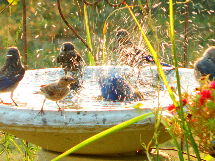 Bath Time At The Cement Pond Photograph by Virginia White