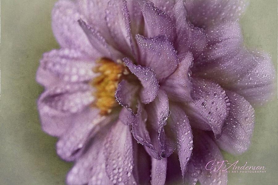 Bathed In Purple Rain Photograph