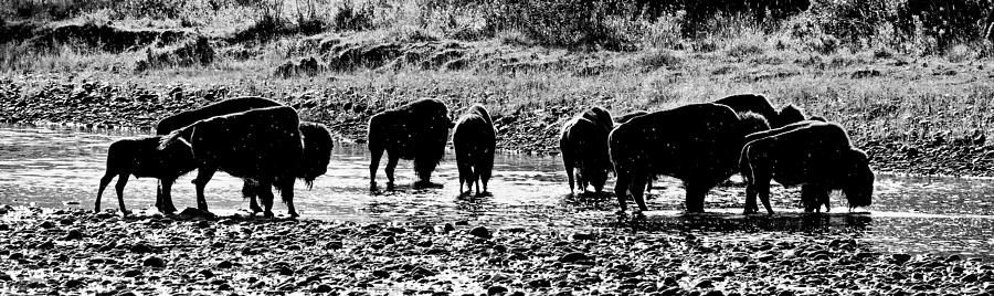 Bathing Beasts - Bison, Yellowstone Photograph by KJ Swan