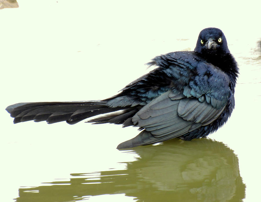 Bathing Bird Photograph by Amy Hosp