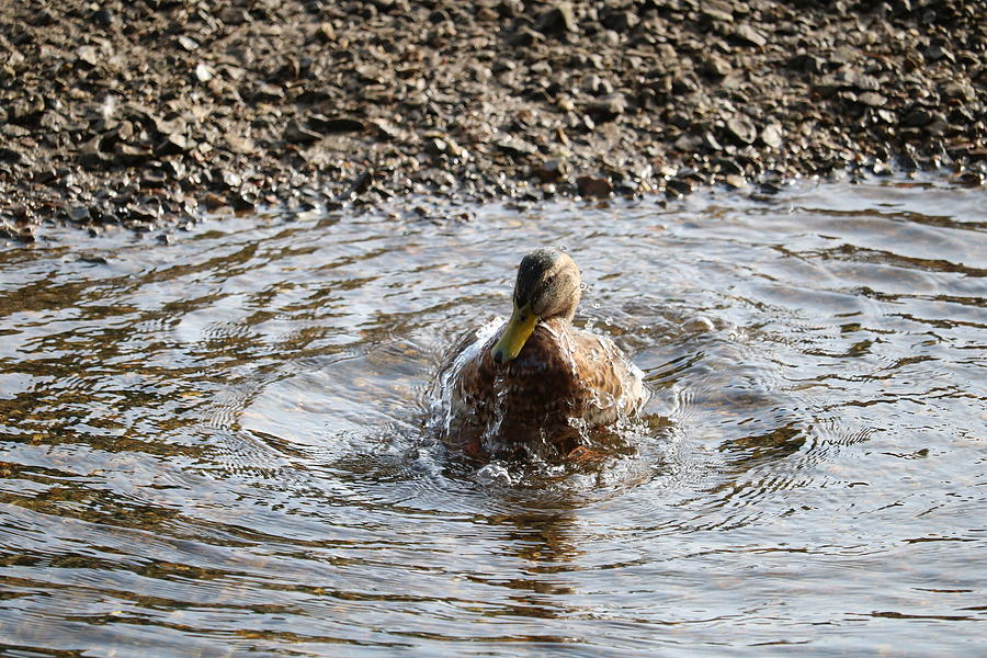 Bathing Duck Photograph by Michaela Perryman | Fine Art America