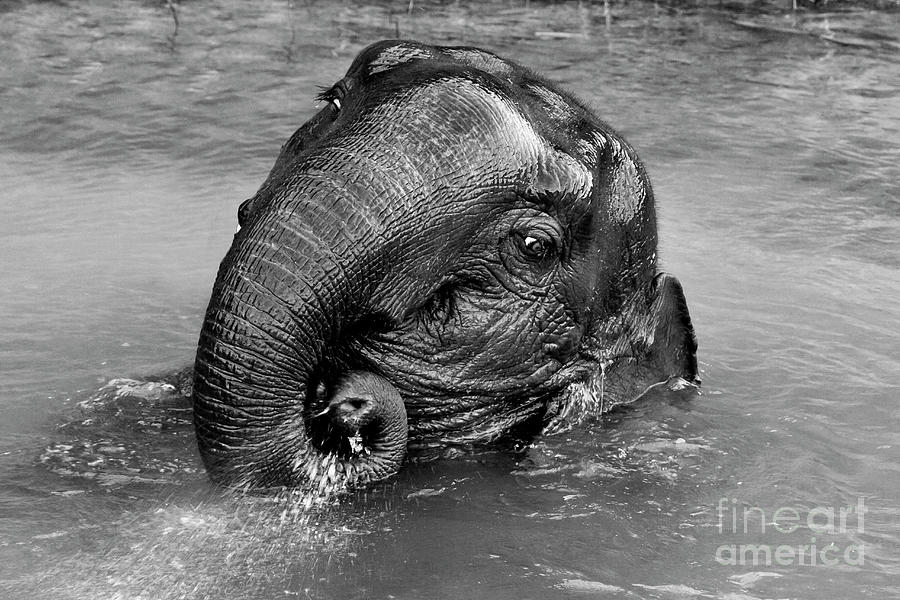 Wildlife Photograph - Bathing Elephant - Thailand by Craig Lovell