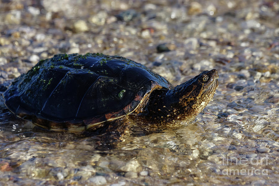 Bathing Michigan Turtle Photograph by Jennifer White