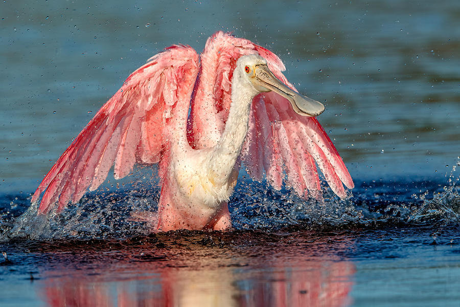 Bathing Roseate Spoonbill Photograph by Judy Rogero