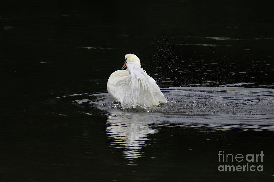 Bathing Swan Photograph by Terri Waters