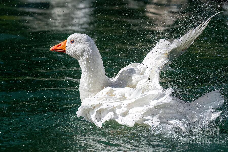 Goose Photograph - Bathtime Fun by Jennifer Jenson