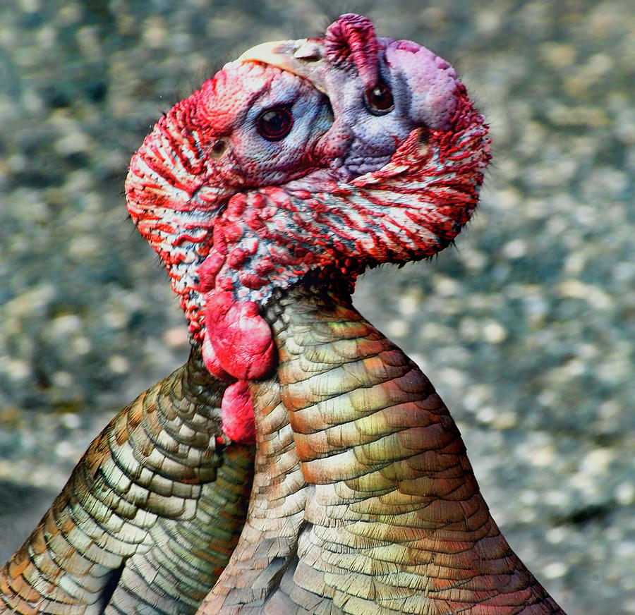 Battling Turkeys Photograph by Kevin Duke