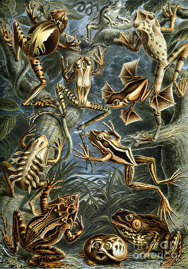 Batrachia Drawing by Ernst Haeckel Batrachia Drawing by Ernst Haeckel