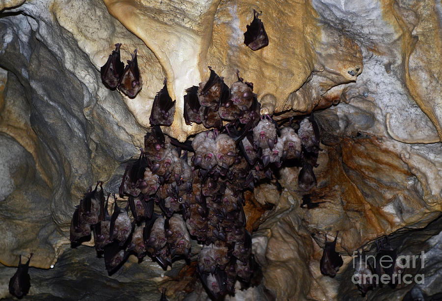 Bats in hibernation Photograph by Adriana Sulugiuc Pixels